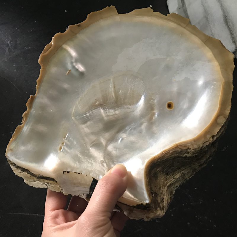 White mother of pearl shells